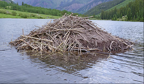 Hutte de castor