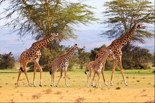 La famille girafe, deux girafons