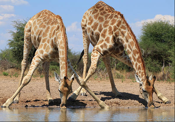 La girafe doit écarter ou plier ses pattes pour boire