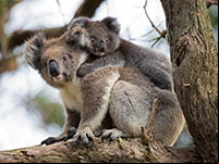 Le koala