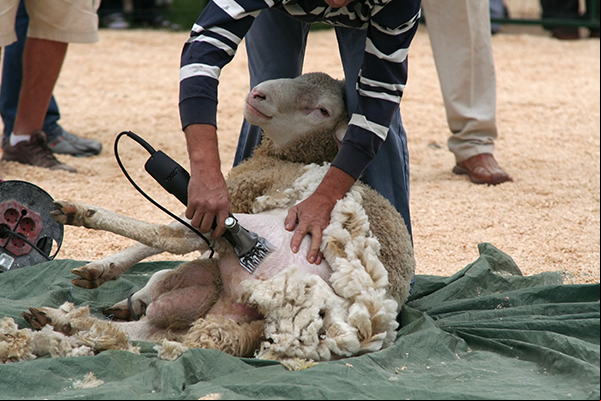Tonte du mouton