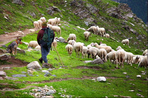 Le berger, le chien de berger, les moutons