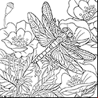 Dessin antistress, une libellule et des fleurs de pavots