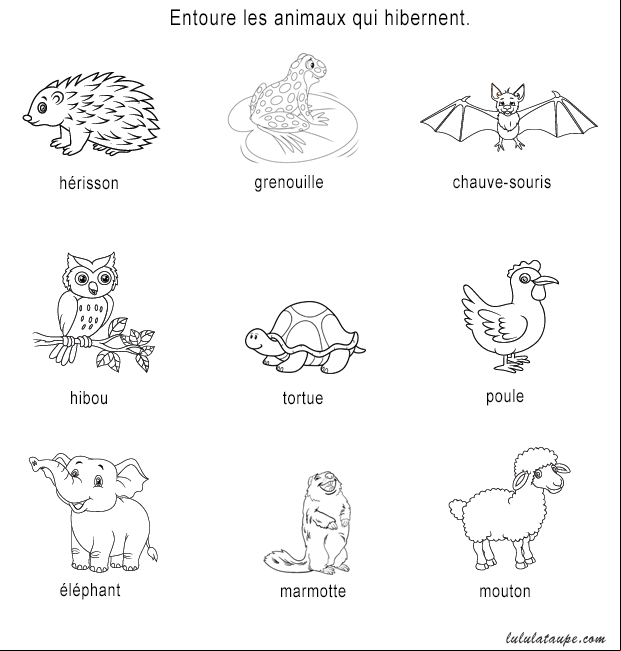 Les animaux qui hibernent, fiche d'exercices pour enfants de 6 ans et plus
